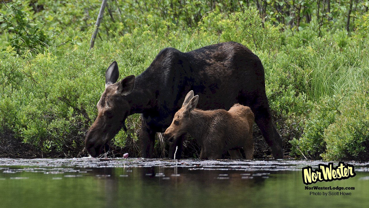 Mom and Baby Moose - NorWester Lodge - Wildlife on Gunflint Trail