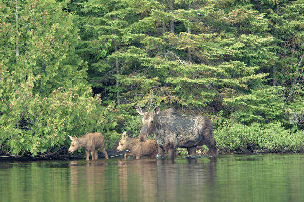 Moose Family on Poplar Lake