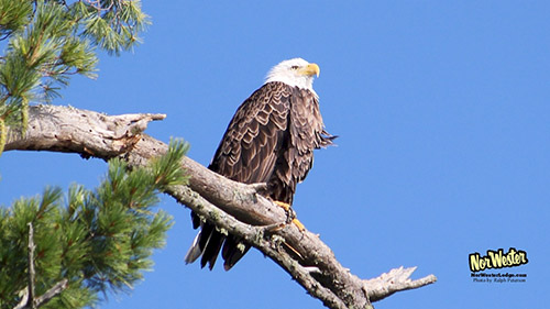 Eagle at Towering Pines - NorWester Lodge - Wildlife on Gunflint Trail