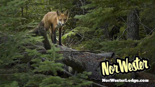 Fox - NorWester Lodge - Wildlife on Gunflint Trail