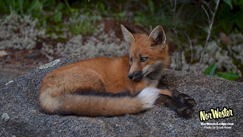 Sunbathing Fox - Wildlife on Gunflint Trail