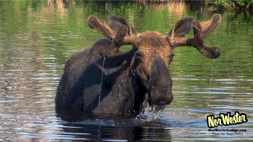 Bull Moose - Wildlife on Gunflint Trail - NorWester Lodge