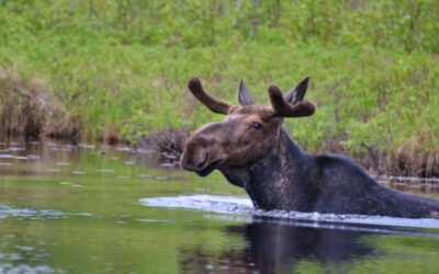 Out For a Swim